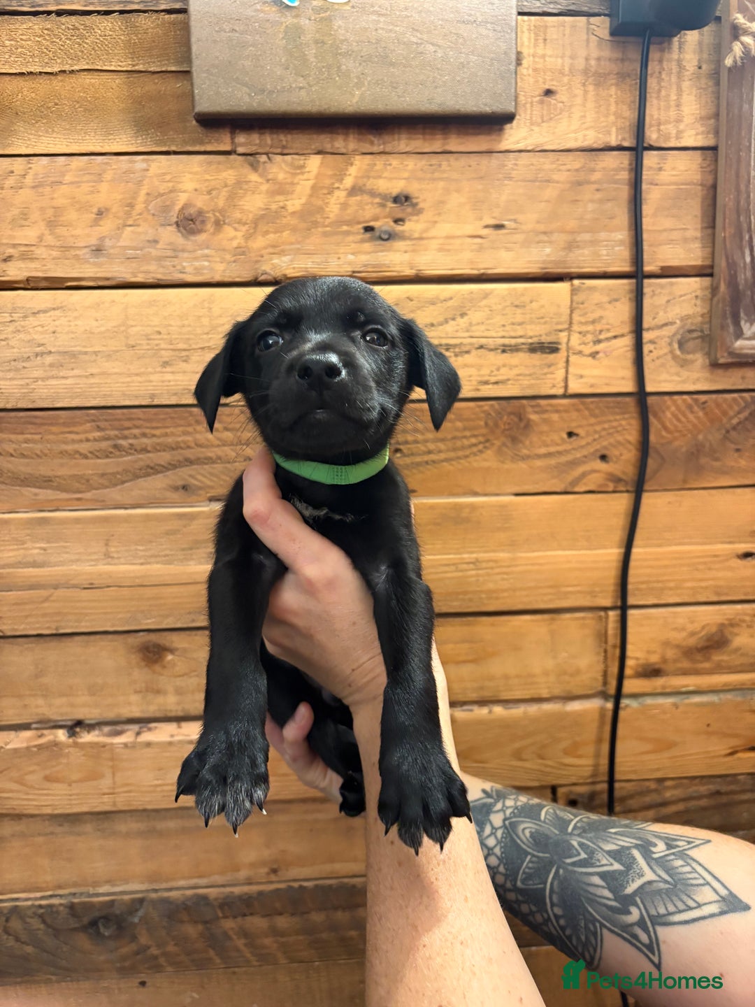 Mixed Breed dogs for sale: Staff/lab/collie pups  - Advert 9