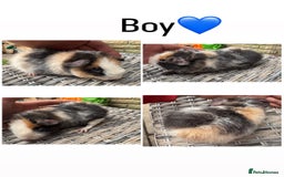Guinea Pig rodents for sale: 5 Female, 2 male guinea pigs seeking new families - Image 6