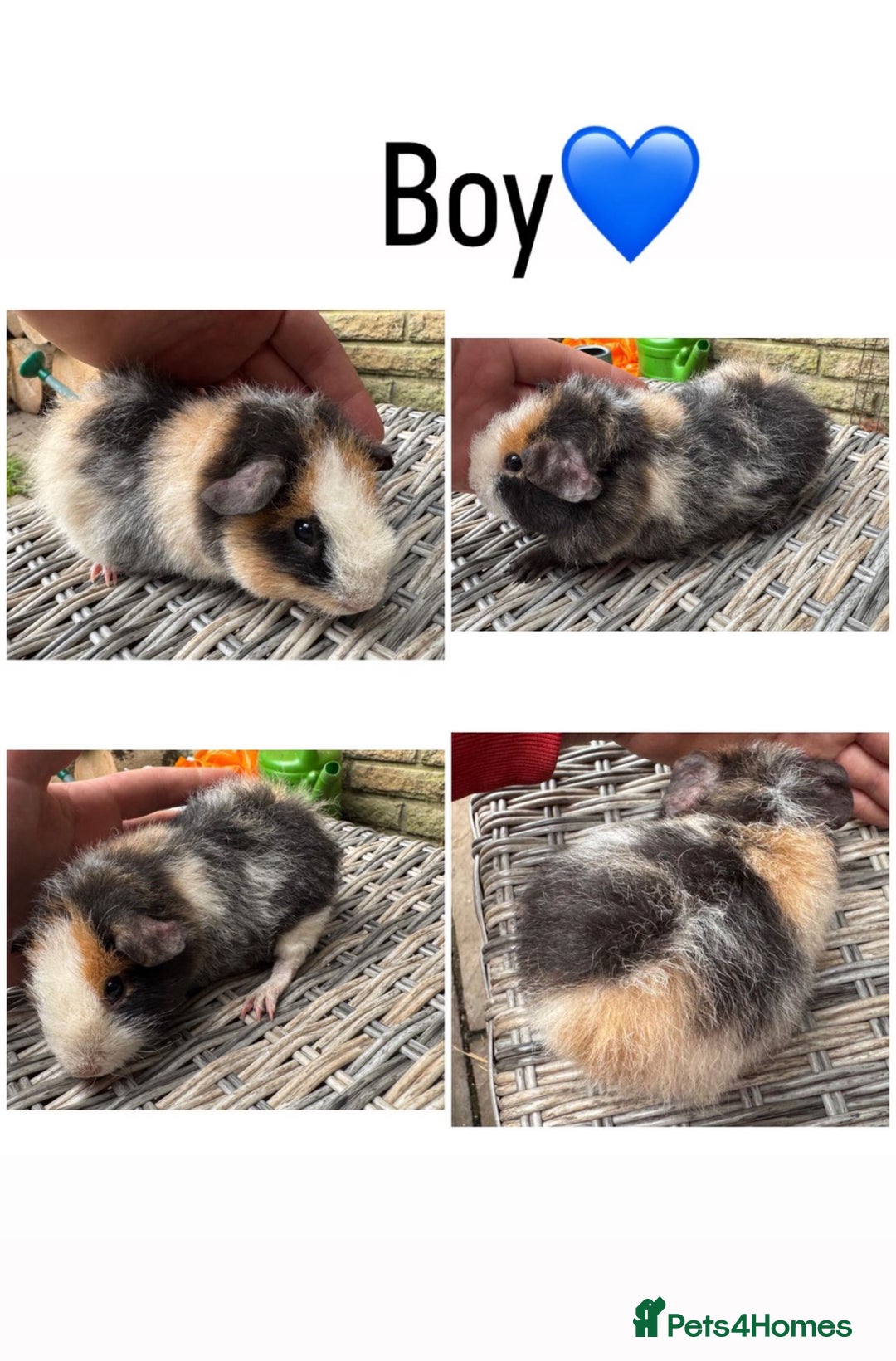 Guinea Pig rodents for sale: 5 Female, 2 male guinea pigs seeking new families - Image 6