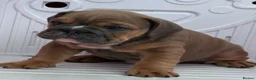 English Bulldog dogs for sale: Quality KC Registered Bulldog Puppies - Advert 9