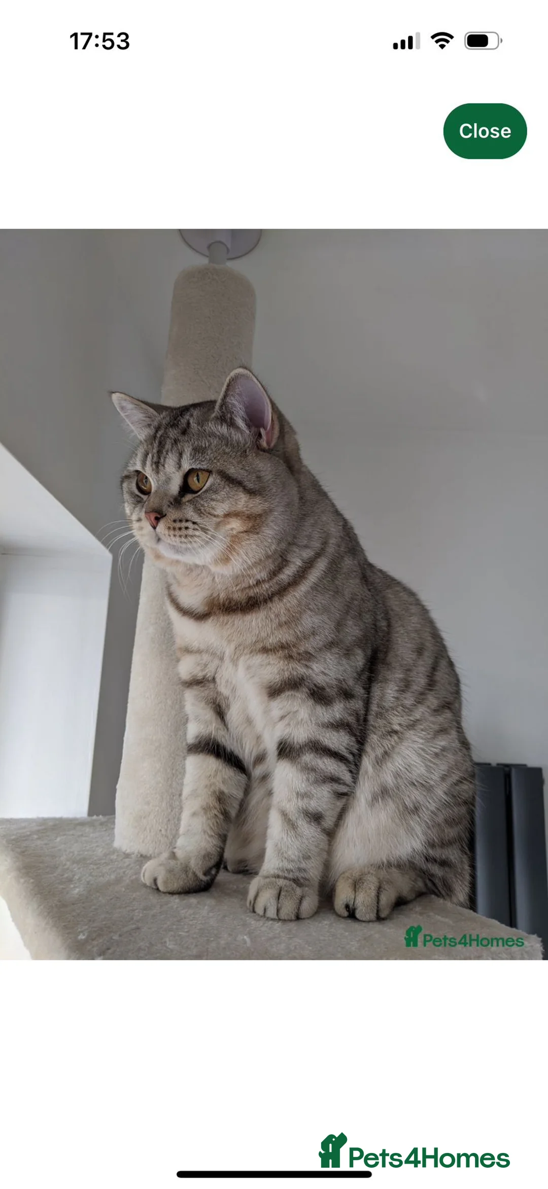 Scottish Fold cats for sale: Scottish Fold kittens - Advert 12