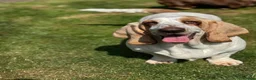 Basset Hound dogs for sale: QUALITY KC LITTER OF BASSET PUPPYS - Advert 13