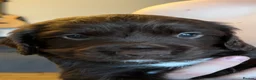 Sprocker dogs for sale: Gorgeous Sprocker Puppies - Advert 5