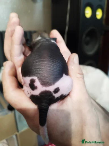 Gallery Image {{count}}