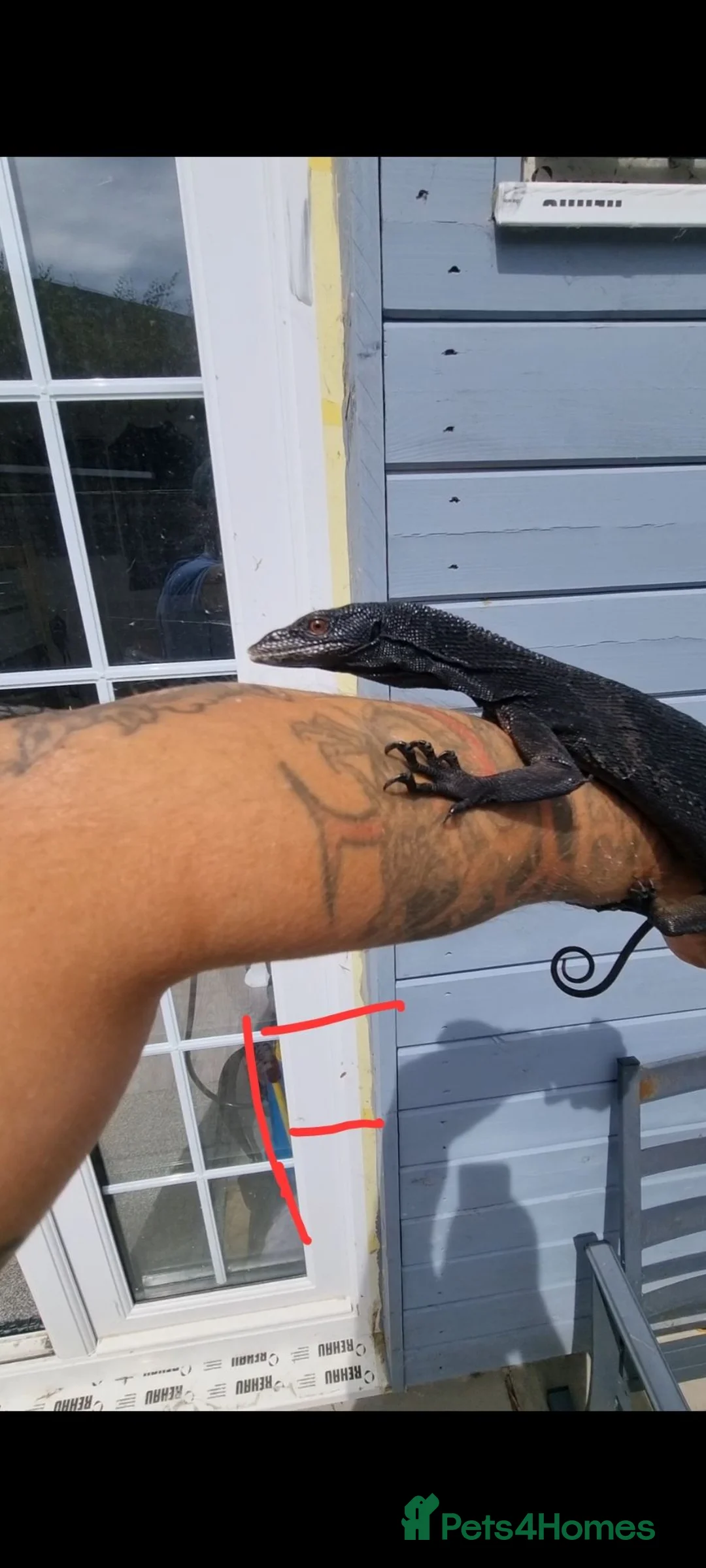 Monitor reptiles for sale: 1.1 Adult pair varanus beccarii  - Advert 2