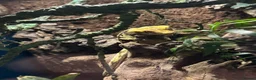 Gecko reptiles for sale: Crested Gecko with set up  - Advert 5