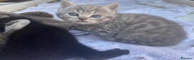 British Shorthair female 