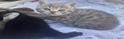 British Shorthair cats for sale: Pedigree British shorthair kittens for sale  - Advert 20