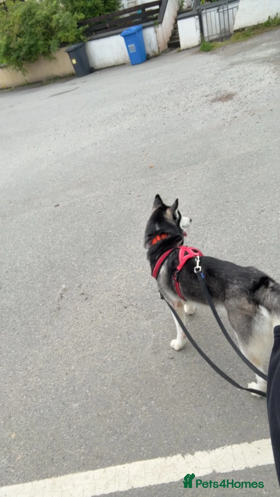 Siberian Husky dogs for sale: Dog for sale  in Isle of Lewis - Advert 1
