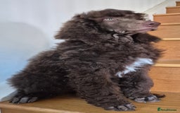 Standard Poodle dogs for sale: KC reg Brown Parti & phantom Standard Poodle pups - Image 14