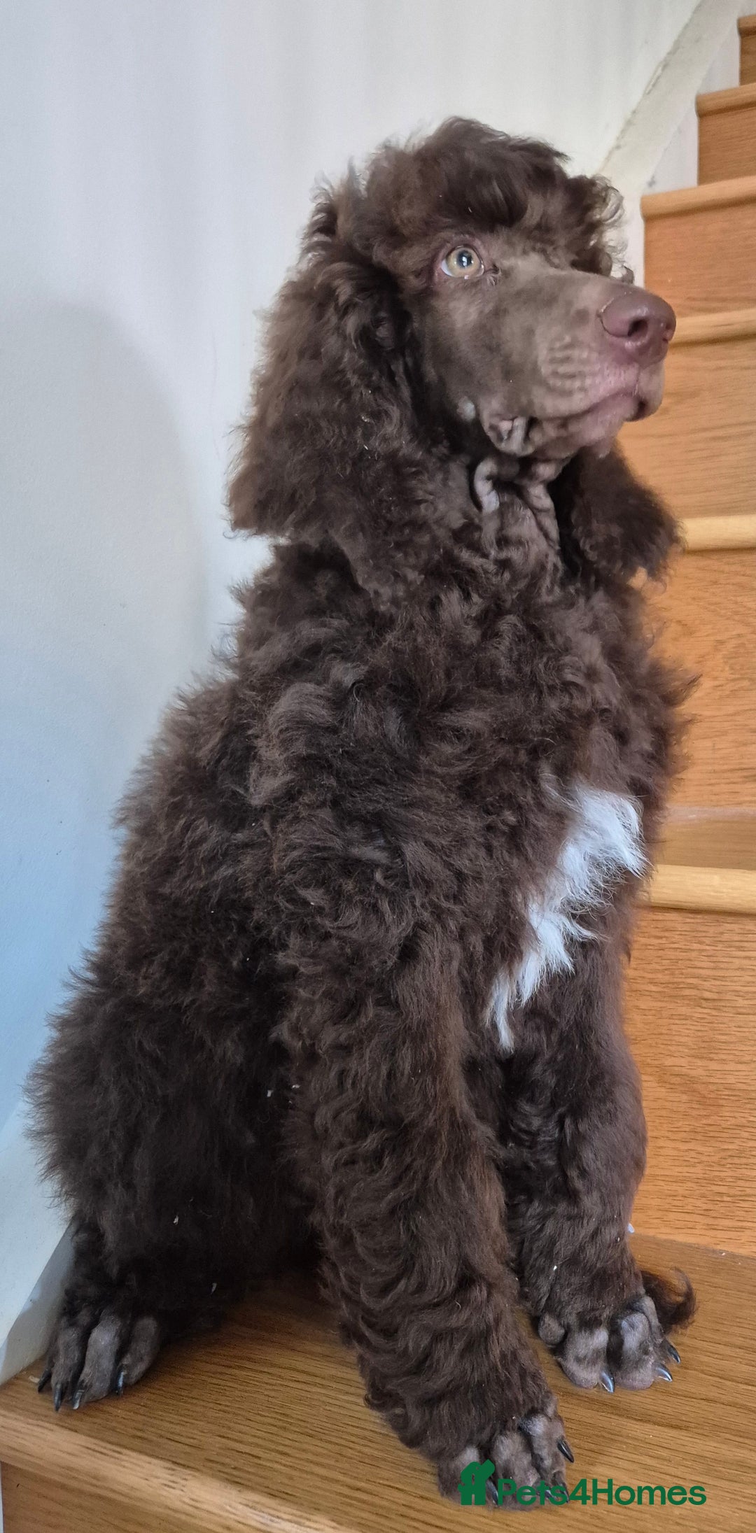 Standard Poodle dogs for sale: KC reg Brown Parti & phantom Standard Poodle pups - Image 14