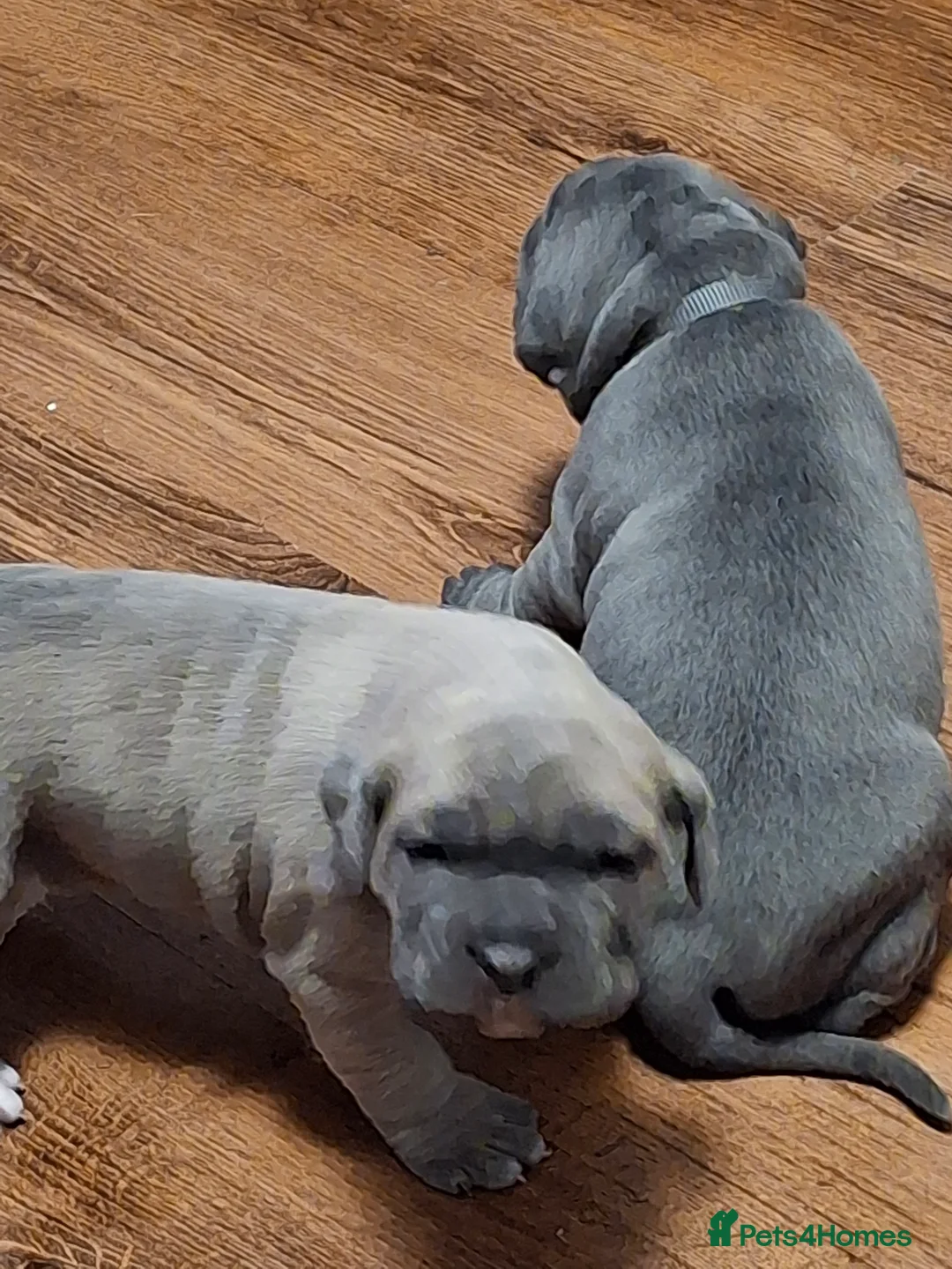 Cane Corso dogs for sale: Amazing ICCF Cane Corso Puppies - Advert 13