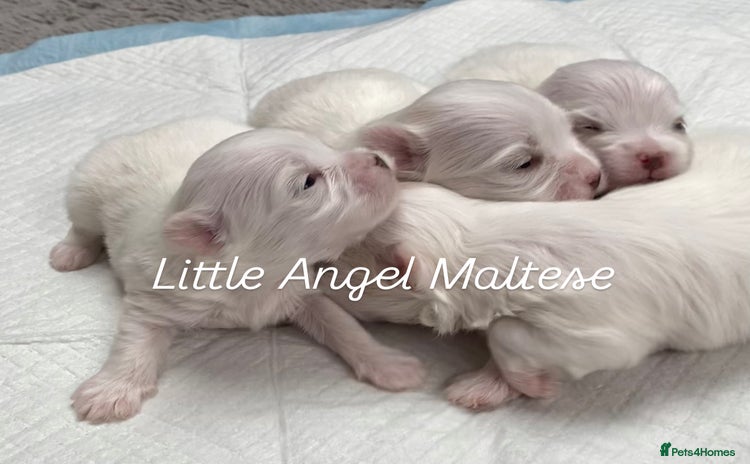 Maltese dogs - Advert 2