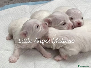 Maltese dogs - Advert 20