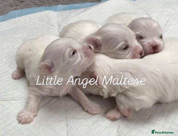Maltese dogs - Advert 2