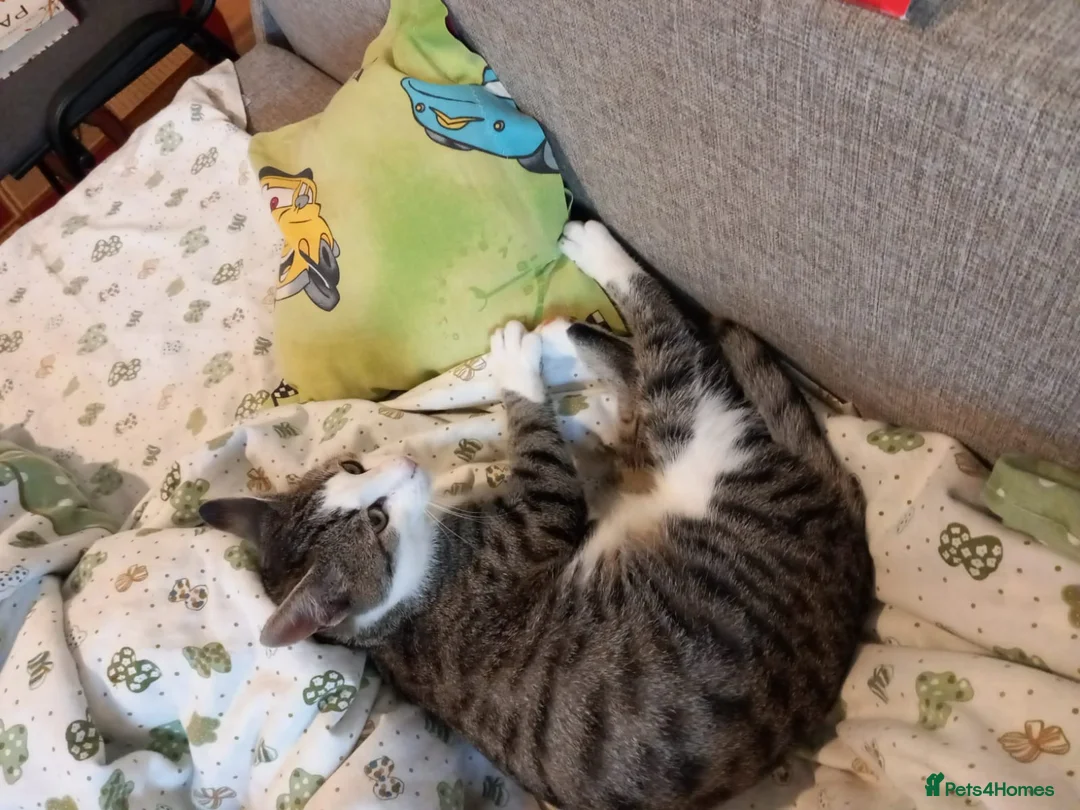 Mixed Breed cats for sale: TOMMY -a very friendly boy who needs a Loving Home - Advert 11