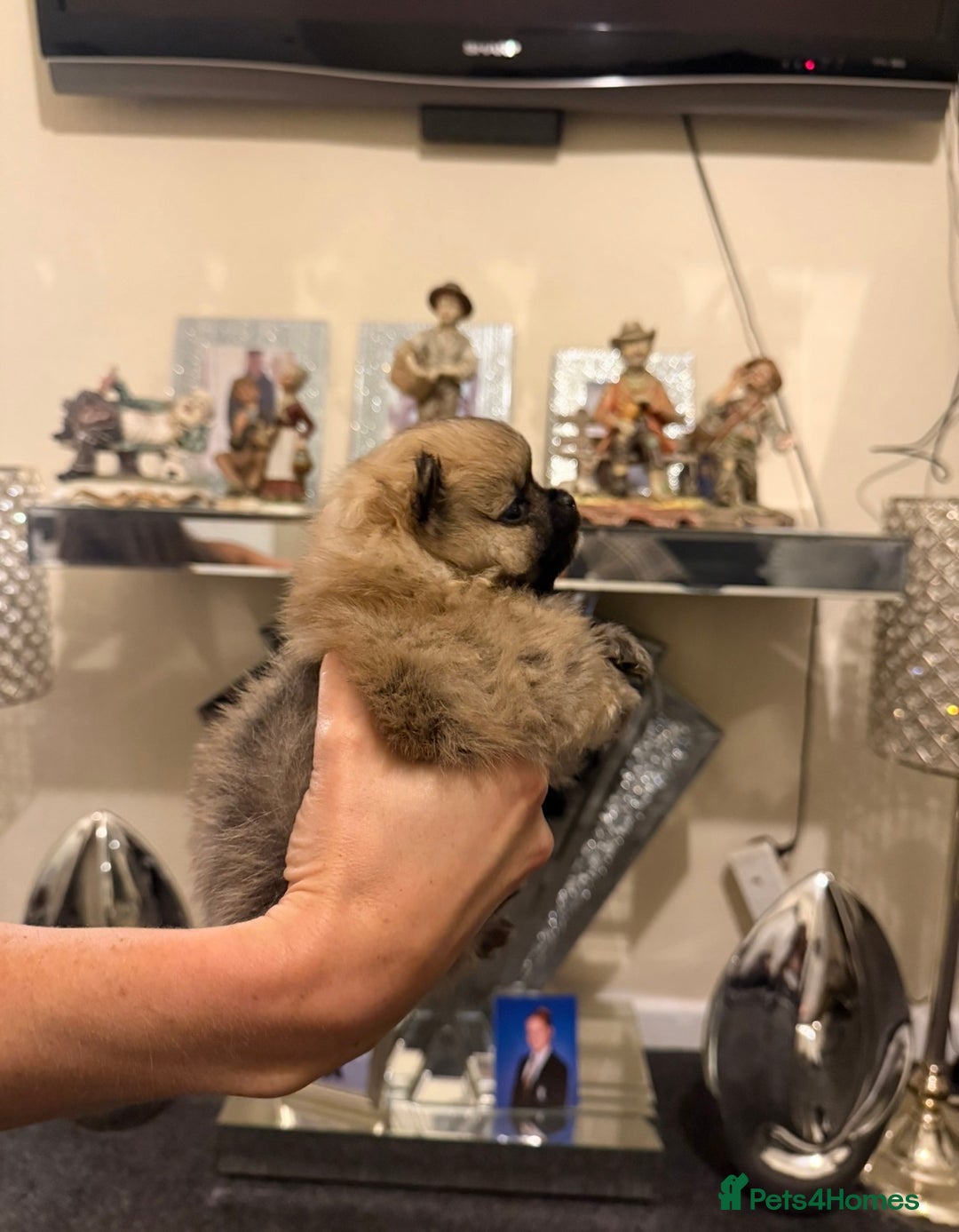 Pomchi dogs for sale: 3 beautiful pomchi - Advert 4