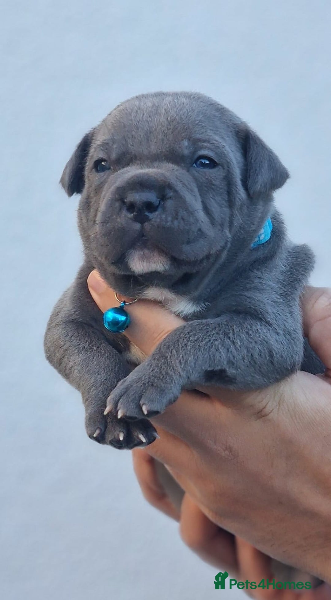 Staffordshire Bull Terrier dogs for stud: 2 SOLID BLUE MALES AVAILABLE FOR STUD  - Advert 9