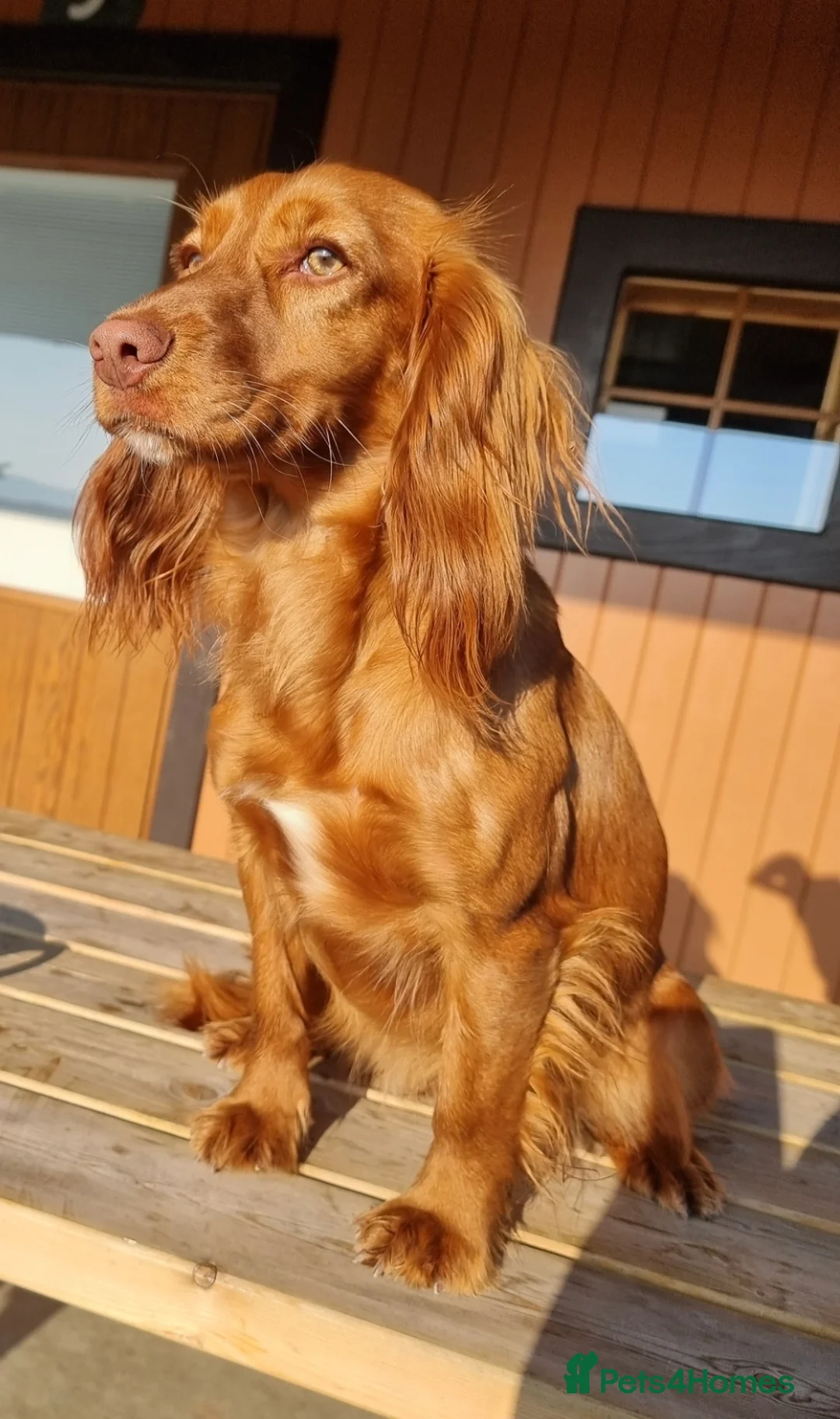 Cocker Spaniel dogs for sale: KC Registered Fox Red Working Cocker Spaniels - Advert 2