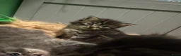 Mixed Breed cats for sale: Long haired Kittens  - Advert 10