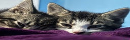 American Shorthair cats for sale: tabby kitten for sale - Advert 1