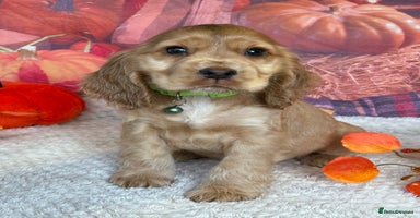 Cocker Spaniel dogs - Advert 3