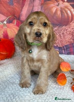 Cocker Spaniel dogs - Advert 6