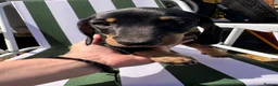 Miniature Dachshund dogs for sale: Miniature dachshunds puppies ready for their new - Advert 11