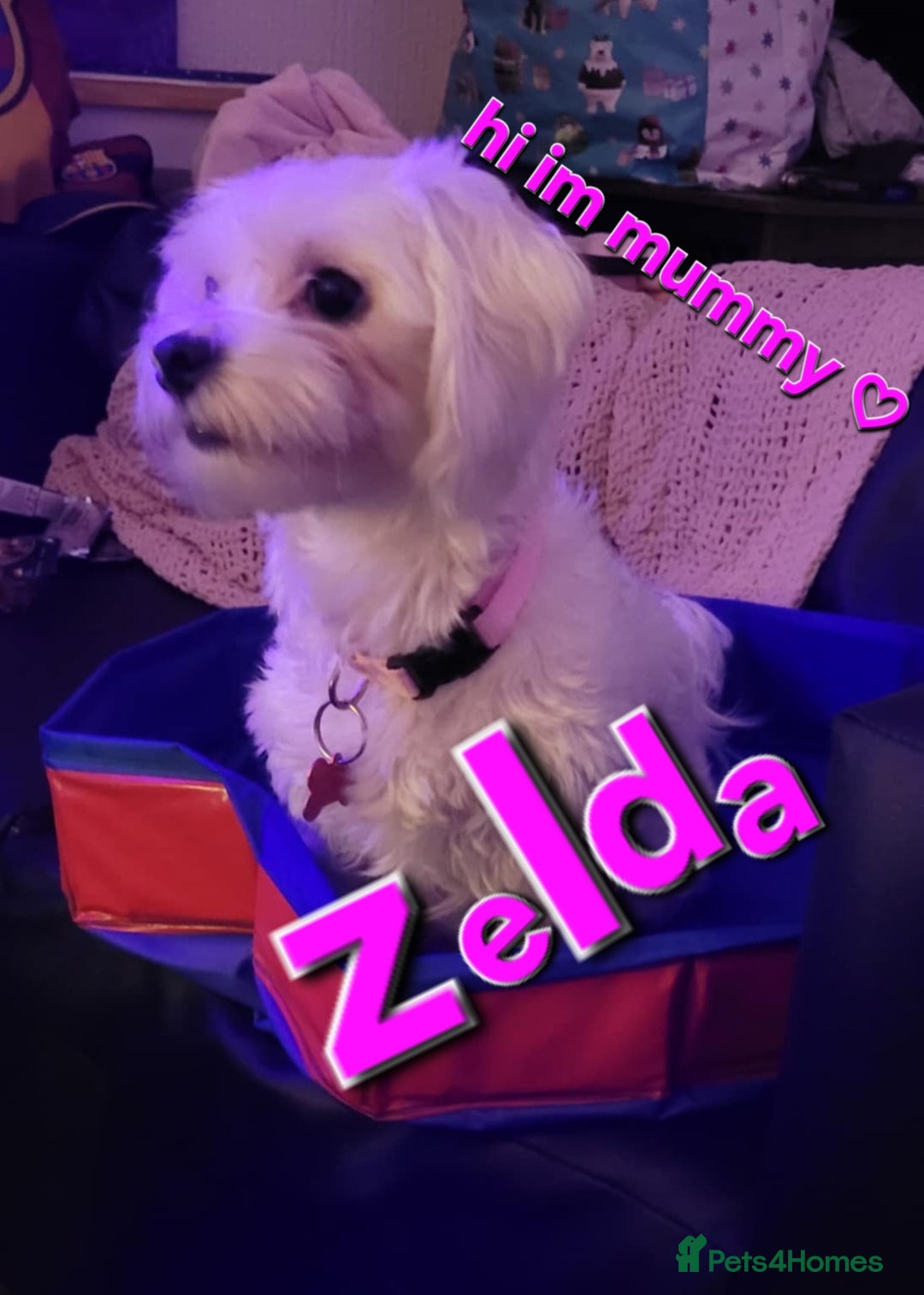 Maltese dogs for sale: Sale:4 maltese pups  - Image 7
