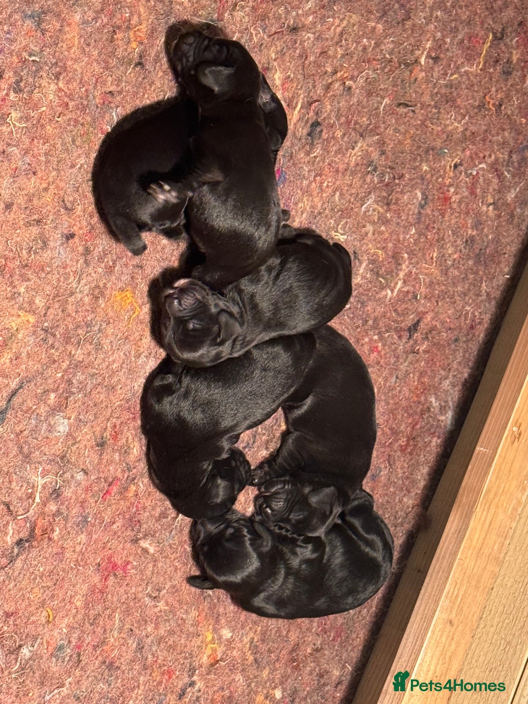 Cocker Spaniel dogs for sale: Gorgeous Cocker spaniel puppies for sale  - Image 4