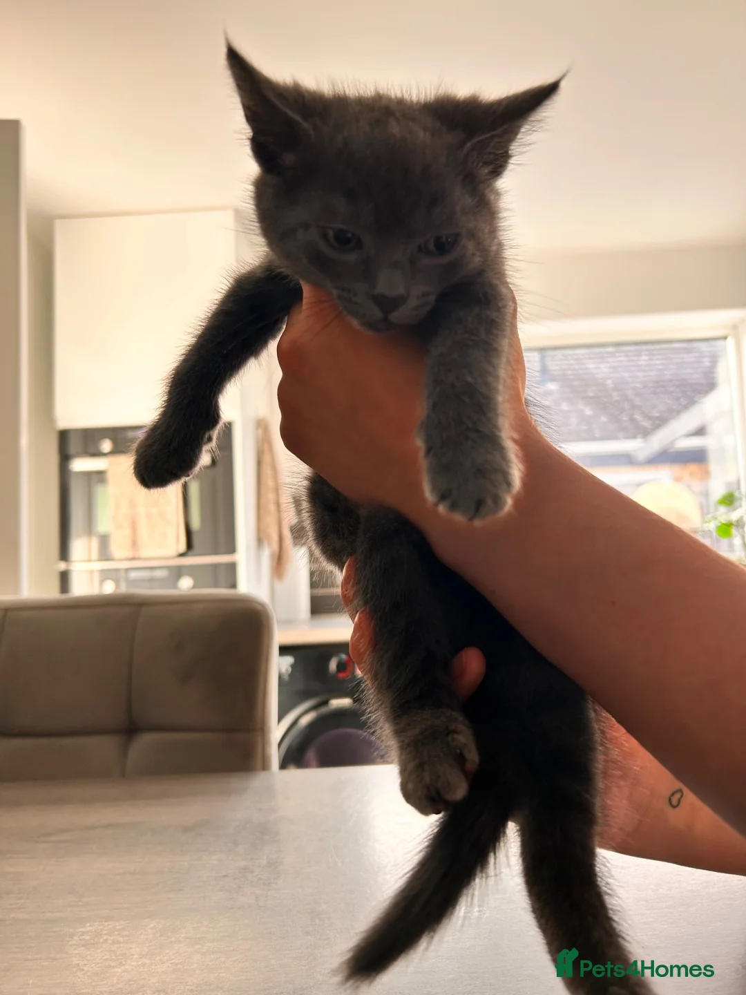 Mixed Breed cats for sale: 2 beautiful boys ready to be rehomed  - Advert 2