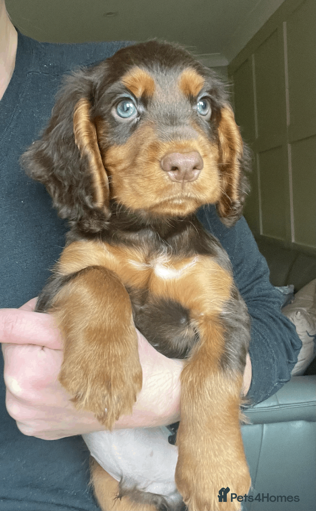 Cocker Spaniel dogs for sale: Cocker Spaniel Pups Outstanding Pedigree Lines! - Advert 22