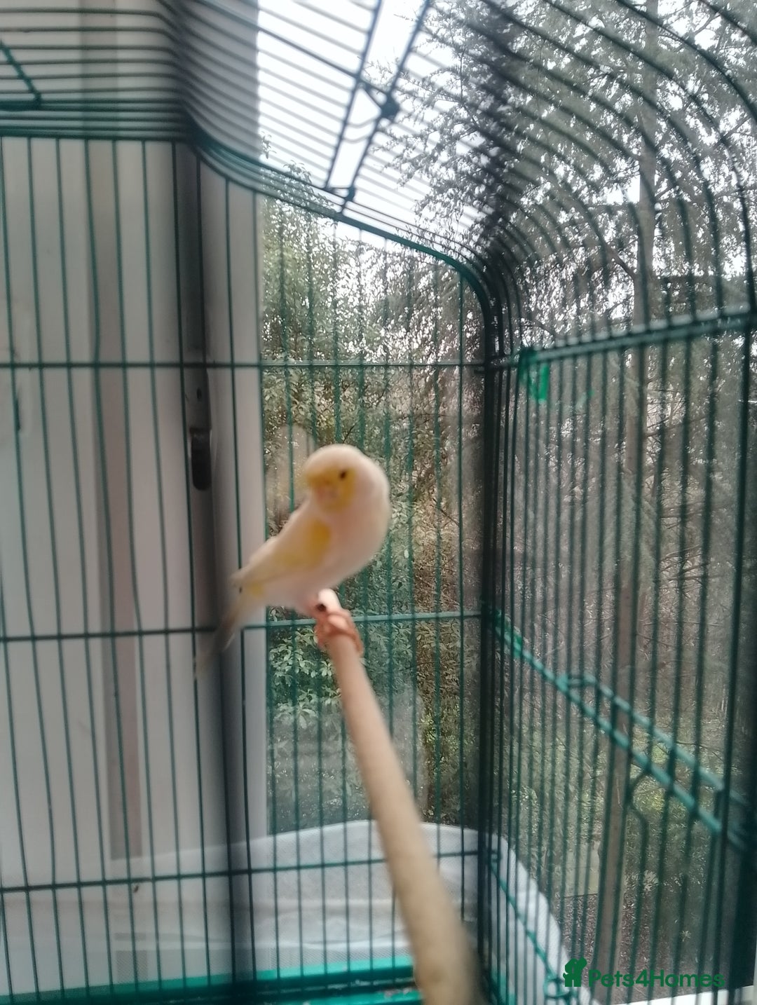 Canaries birds for sale: Yellow mosaic canaries for sale  - Advert 13