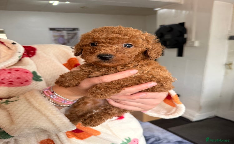 Cockapoo dogs - Advert 7