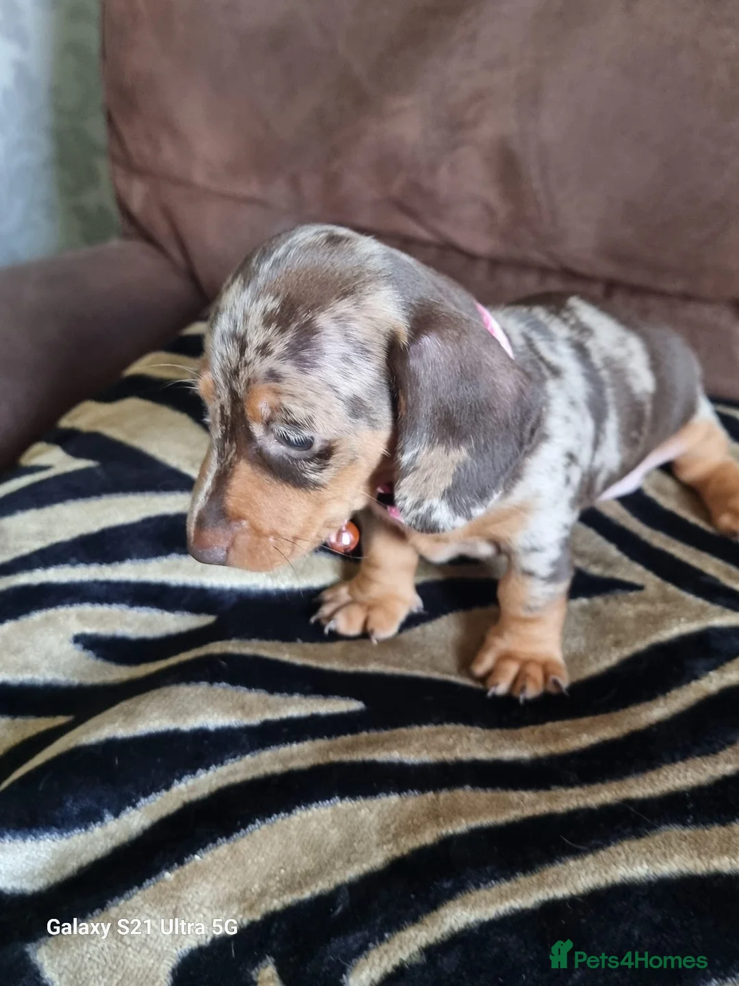 Miniature Dachshund dogs for sale: Miniature dachshund  - Advert 19