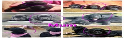 Labrador Retriever dogs for sale: Beautiful Black & Golden Labrador Puppies  - Advert 25