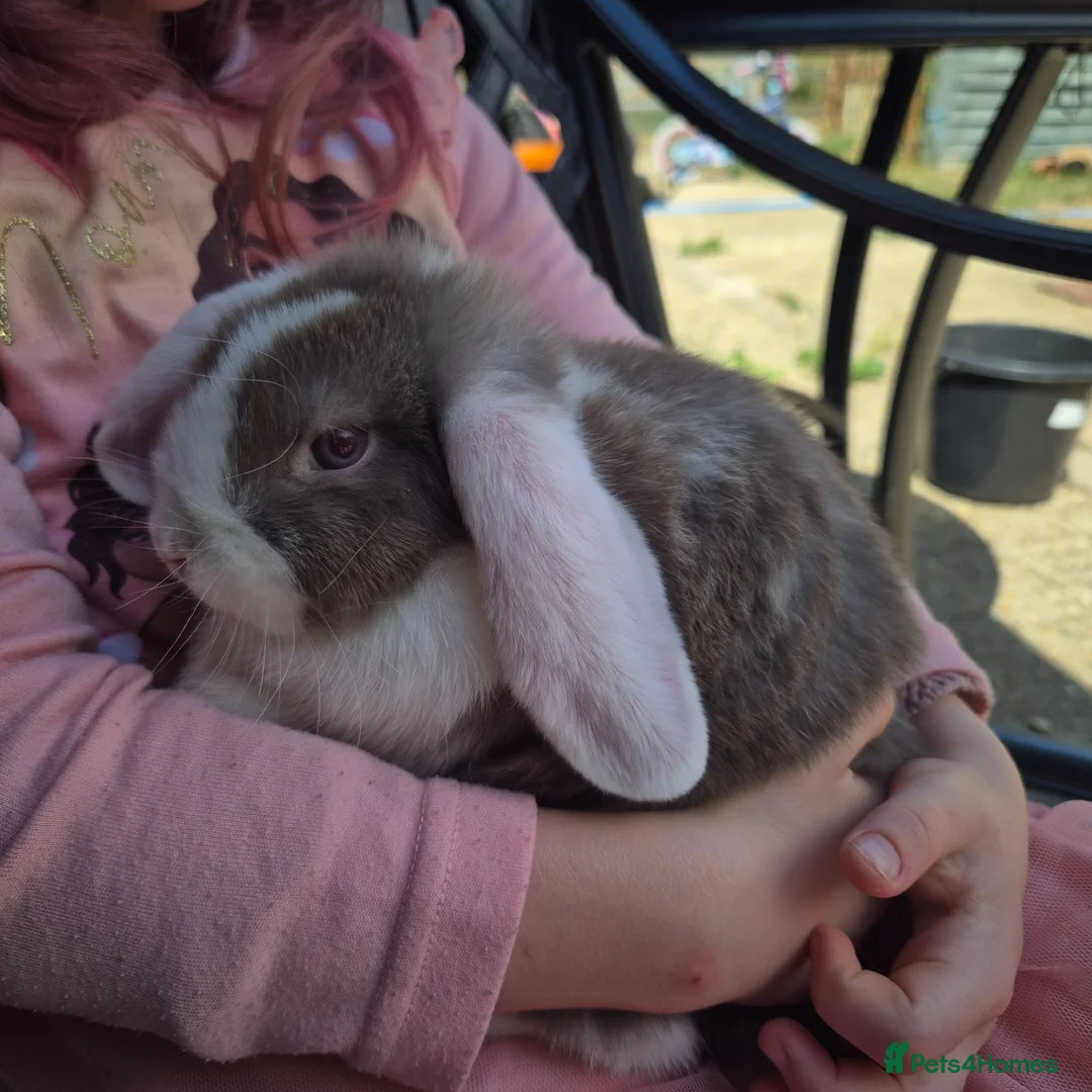 Mini Lop rabbits for sale: Gorgeous mini lop kits ready for new homes - Advert 1