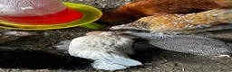 Chickens poultry for sale: 8 point of lay bantams  - Advert 17