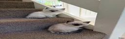 Ragdoll cats for sale: Ragdoll  in Peterborough - Advert 11