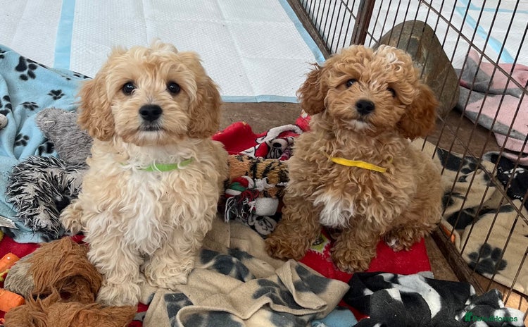 Cavapoochon dogs - Advert 1