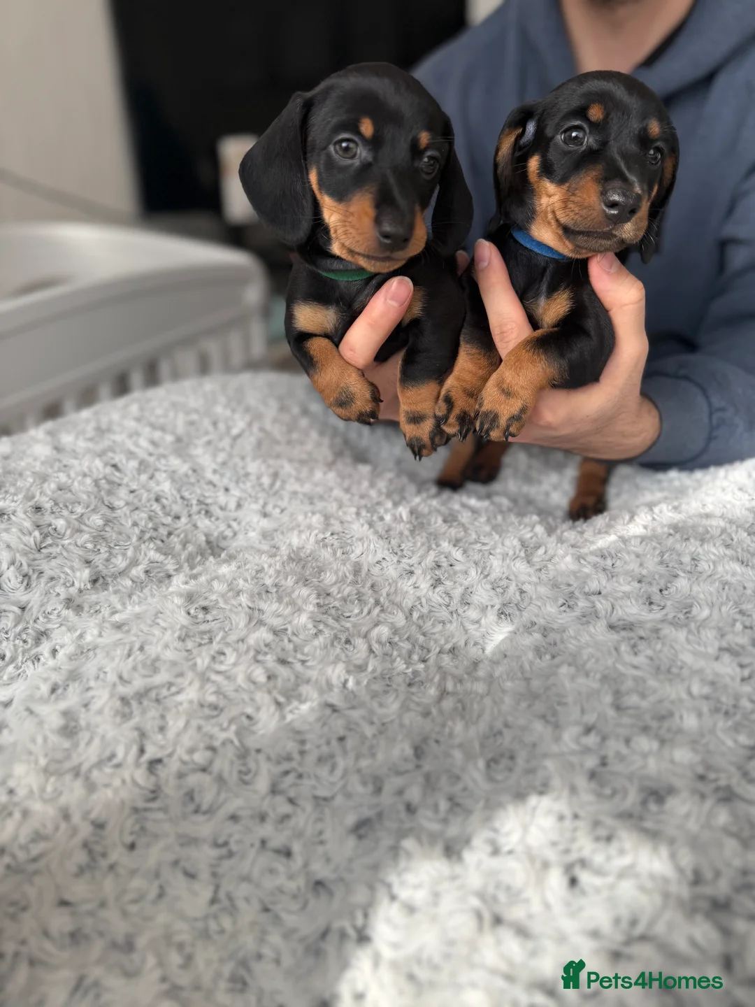 Miniature Dachshund dogs for sale: Beautiful miniature Dachshund puppies  - Advert 4