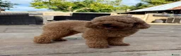 Mini Goldendoodle dogs for sale: Toy Cross Goldendoodle Puppies - Advert 3