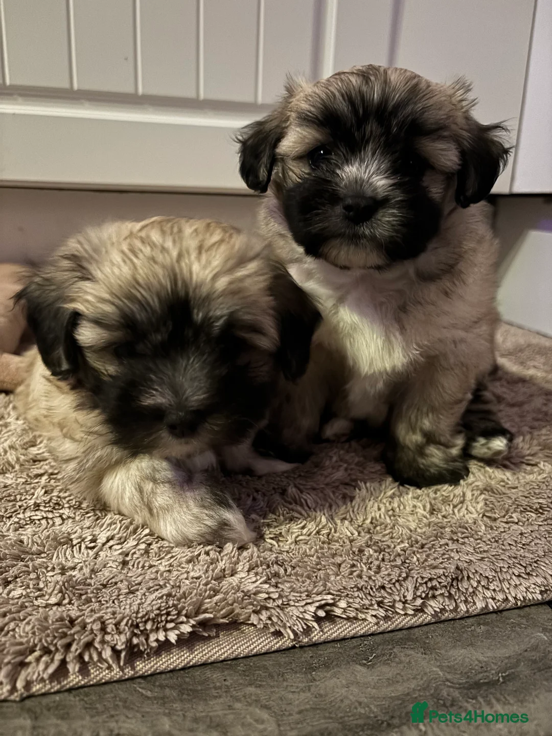 Maltipoo dogs for sale: Maltipoo - Advert 8