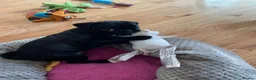 Pug dogs for sale: Fawn and black pug ready now in Liverpool - Advert 11