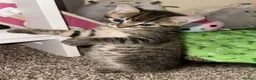 Mixed Breed cats for sale: Two Gorgeous Half Ragdoll Kittens. - Advert 8