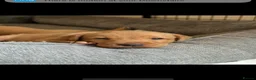 Labrador Retriever dogs for sale: Fox red Labradors puppies  - Advert 5