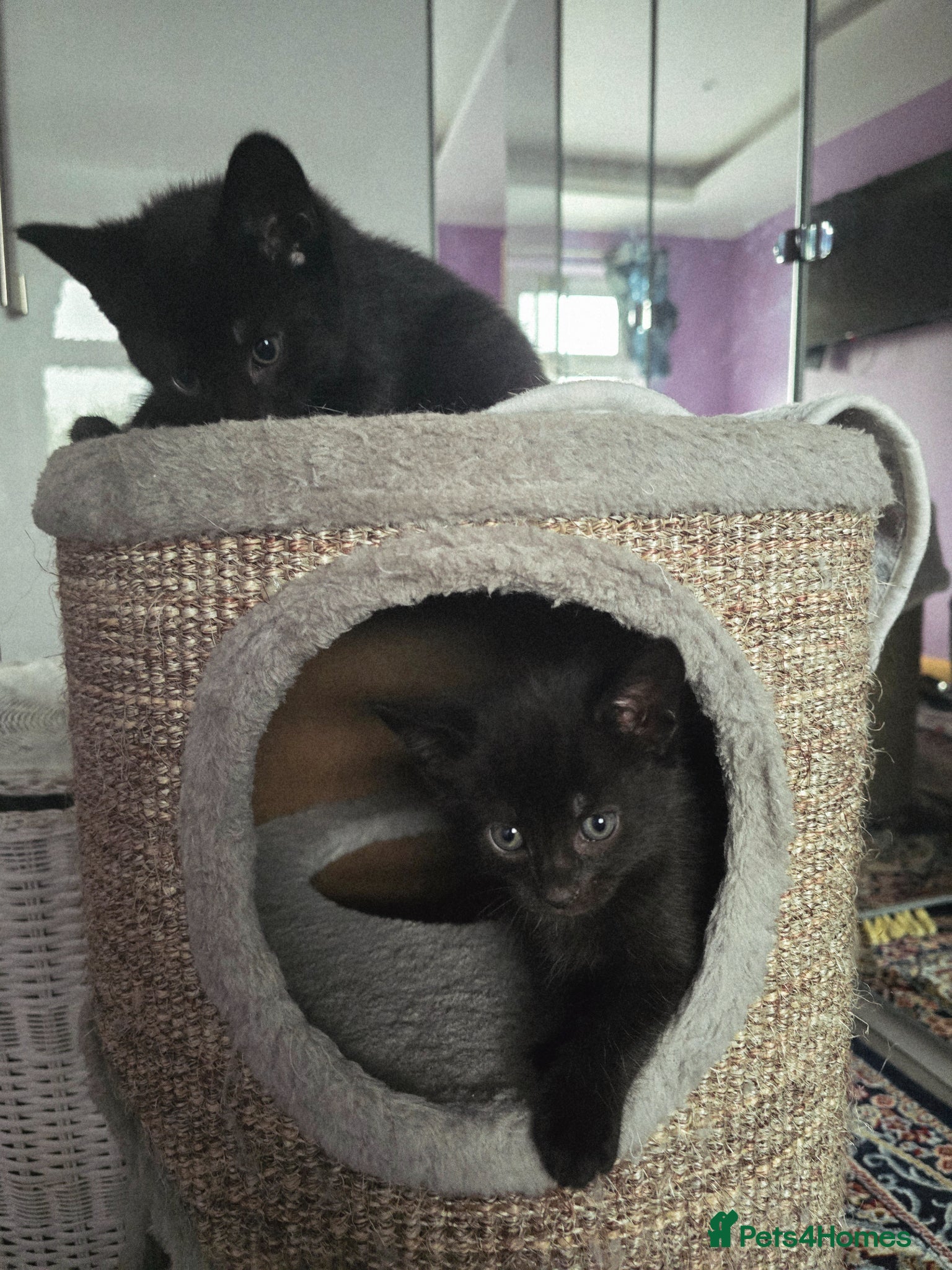 Mixed Breed cats Gorgeous Kittens – Vaccinated & Ready Mid-May 🐾 - Advert 8