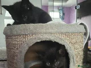 Mixed Breed cats Gorgeous Kittens – Vaccinated & Ready Mid-May 🐾 - Advert 8