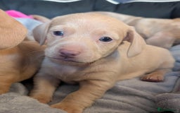 Miniature Dachshund dogs for sale: 4 beautiful boys PRA clear - Image 10