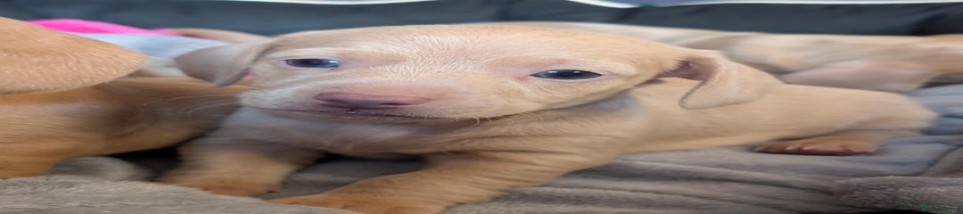 Miniature Dachshund Puppy 3